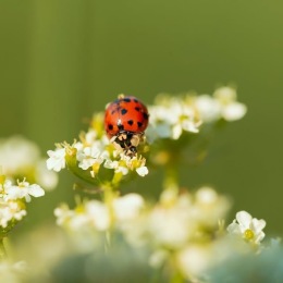 a ladybug on a flower