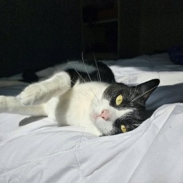 a cat lying on a bed